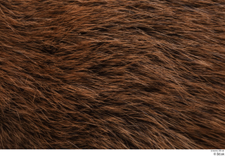 Nutria back fur 0002.jpg